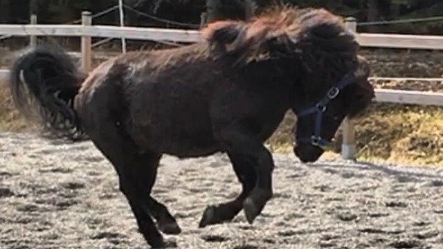 Boka Shettisdag hos Kalasponnyn