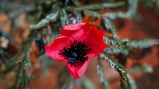 Boka Skapa en blomma av papper