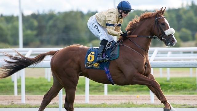 Boka Bro galopp - Bakom Kulisserna