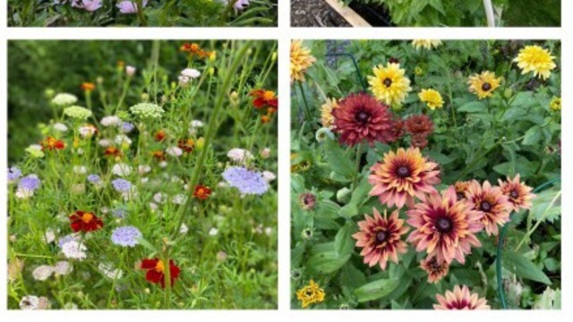 Boka Odla egna snittblommor – på balkong eller i pallkrage