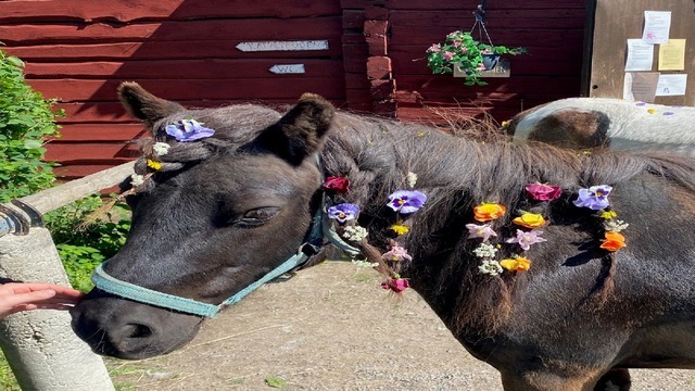 Boka Sommarläger med Stallfritids hos Kalasponnyn