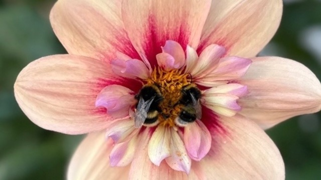 Boka  Magisk Workshop – Våga