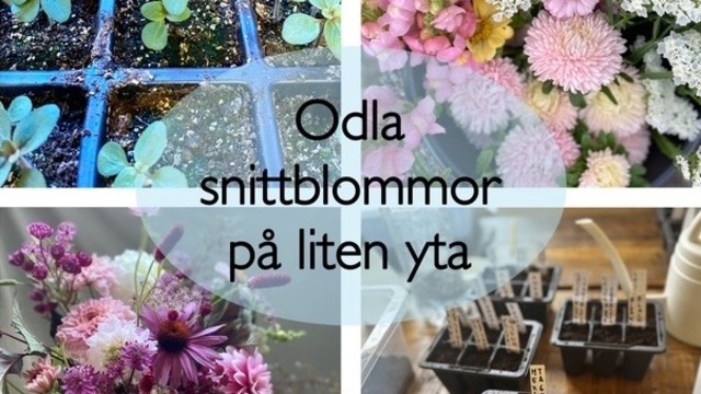 Boka Hälsans blomma