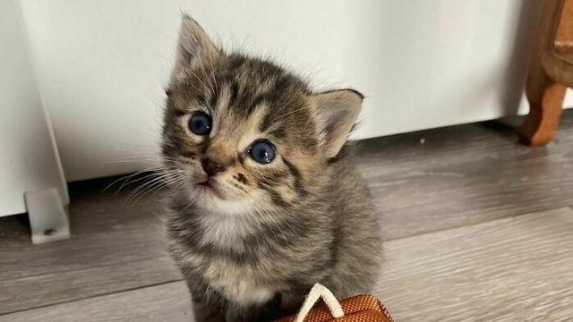 Boka Bokas testevent