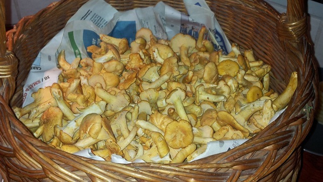 Boka Kantarellsök 