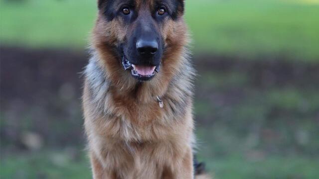 Boka Fedja Hundhall 