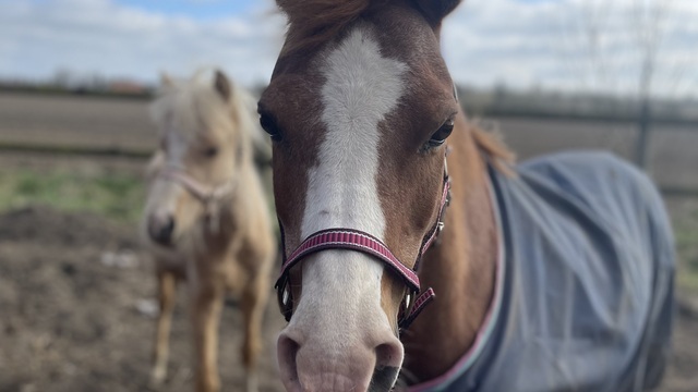 Boka Ponnyridning på Dorisberg 